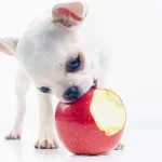 puppies-eating-apple